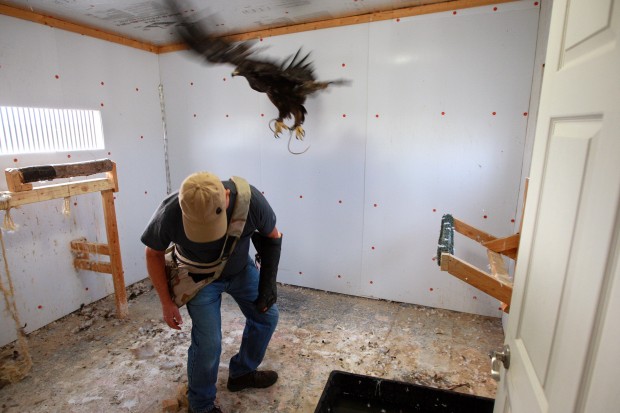 Falconry